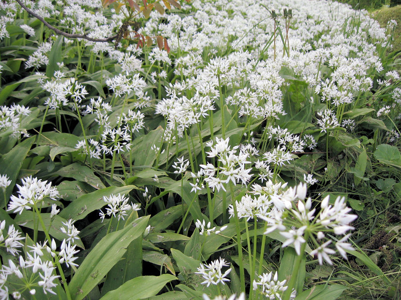 Bärlauch (Foto: Kreh) Bärlauch (Foto: Kreh)