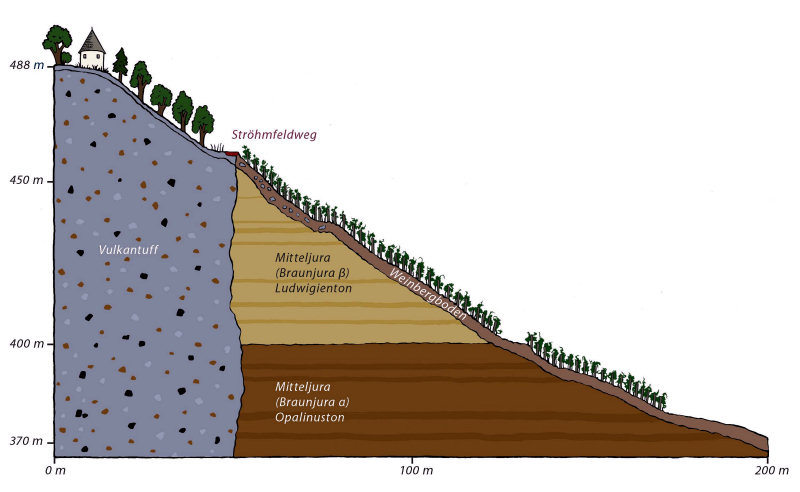 Geologischer Schnitt durch den Metzinger Weinberg (verändert nach: Wege zum Wein, Weinbaumuseum Metzingen) Geologischer Schnitt durch den Metzinger Weinberg (verändert nach: Wege zum Wein, Weinbaumuseum Metzingen)