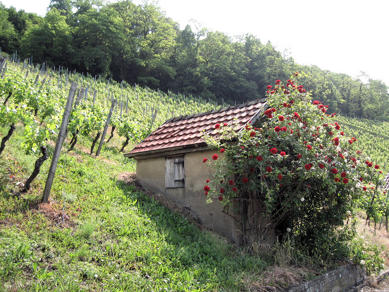 Liebevoll bepflanztes Weinberghäusle (Foto: Kreh) Liebevoll bepflanztes Weinberghäusle (Foto: Kreh)