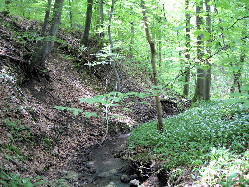 Stauferbachtobel (Foto: Kreh) Stauferbachtobel (Foto: Kreh)