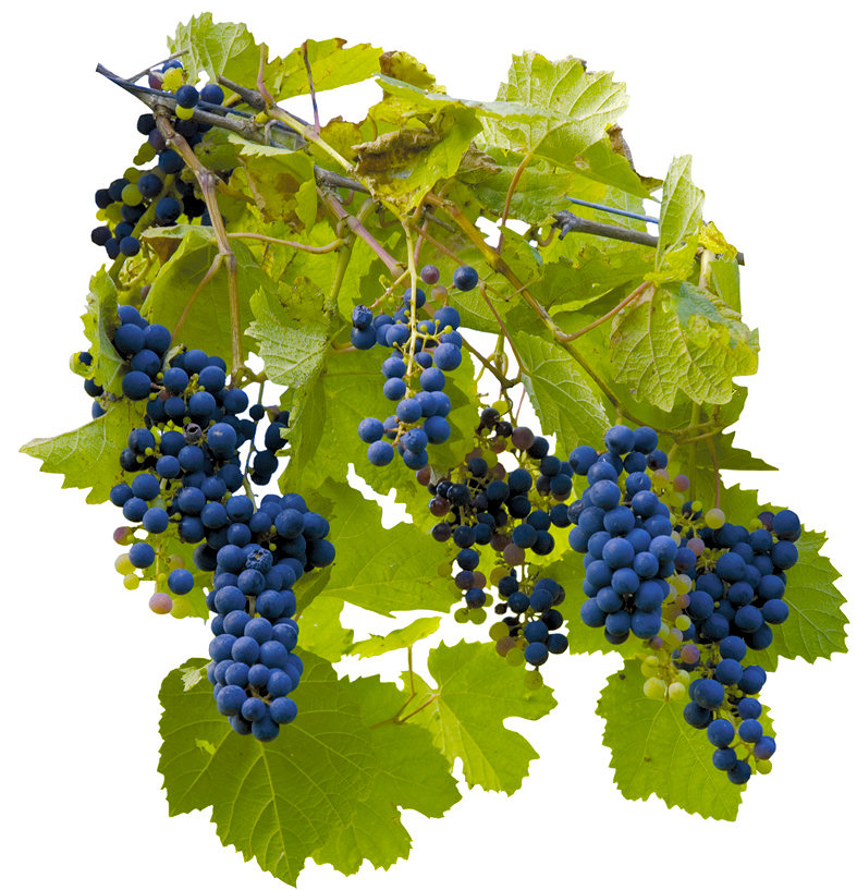 Wein (Foto: Buchweitz) Wein (Foto: Buchweitz)