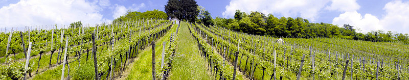 Weinberg (Foto: Sarrazin) Weinberg (Foto: Sarrazin)