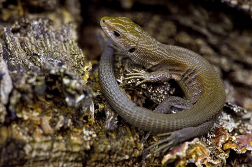 Berg Waldeidechse (Foto: Waldmann)