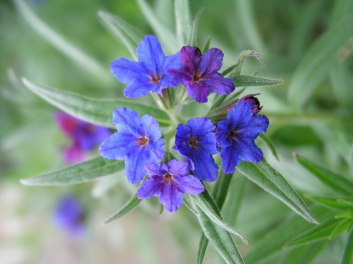 Blauroter Steinsame (Foto: Reg. Präs. Stuttgart)
