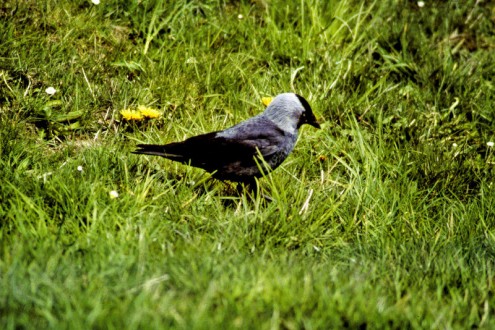 Dohle (Foto: Reg. Präs. Stuttgart)