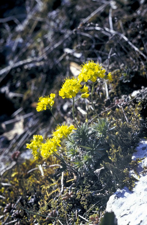 Felsen-Hungerblümchen (Foto: Reg. Präs. Stuttgart)