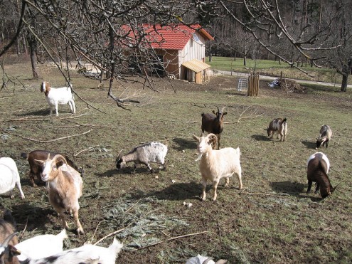 Ziegenweide auf dem Florian (Foto: Kreh)