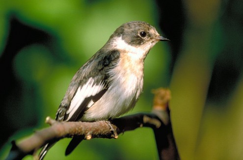 Halsbandschnäpper (Foto: Dannenmayer)
