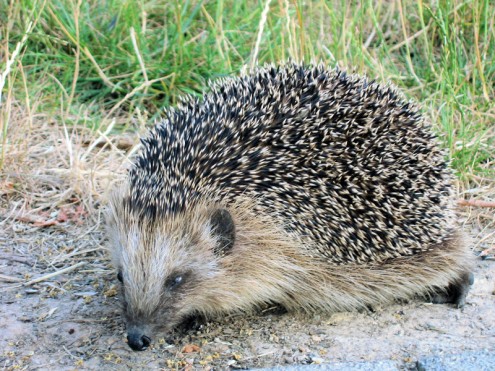 Igel (Foto: Reg. Präs. Stuttgart)