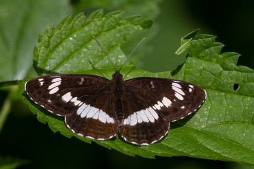 Kleiner Eisvogel (Foto: Waldmann)