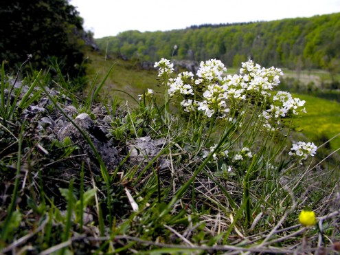 Kugelschötchen (Foto: Depner)