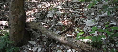 Lesesteinwall Waldrand Kienbein (Foto: Kreh)