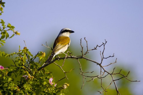 Neuntoeter (Foto: Waldmann)