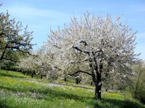 Obstbaumwiesen zwischen Metzingen und Kappishäusern (Foto: Wolf)