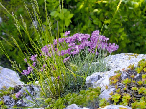 Pfingstnelke (Foto: Jäger)