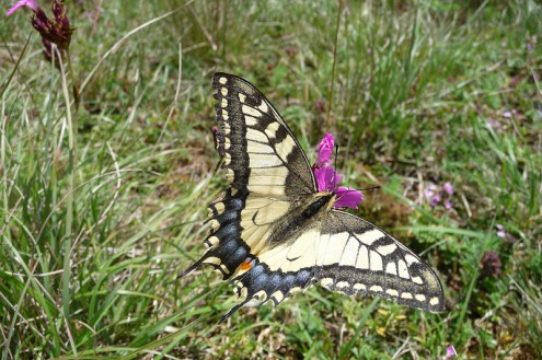 Schwalbenschwanz (Foto: Reg. Präs. Stuttgart)