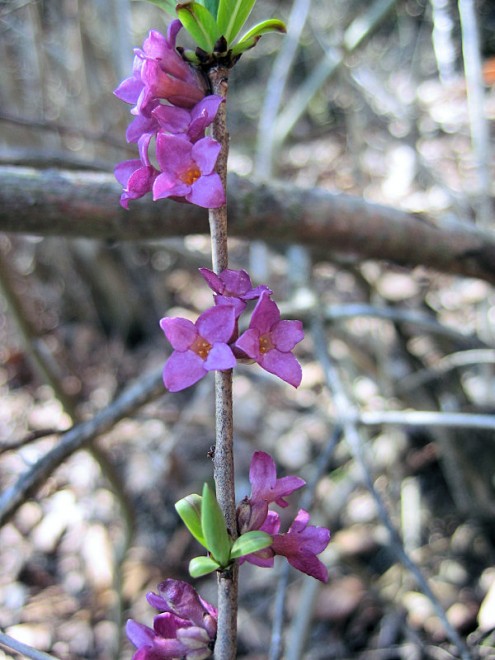 Seidelbast (Foto: Depner)