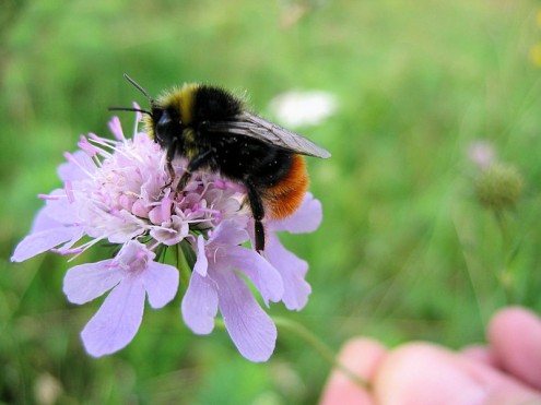 Steinhummel (Foto: Reg. Präs. Stuttgart)