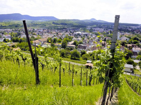 Weinberg (Foto: Sarrazin)