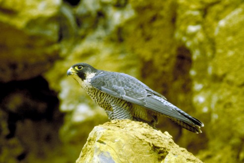 Wanderfalke (Foto: Harald Dannenmayer); Genehmigung durch Fachdienst Naturschutz  LUBW
