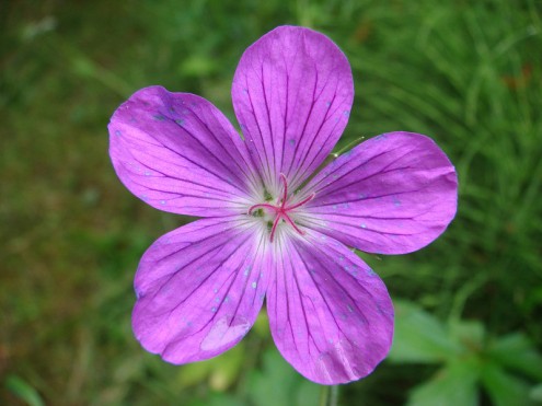 Wiesen-Storchschnabel (Foto: Wolf)