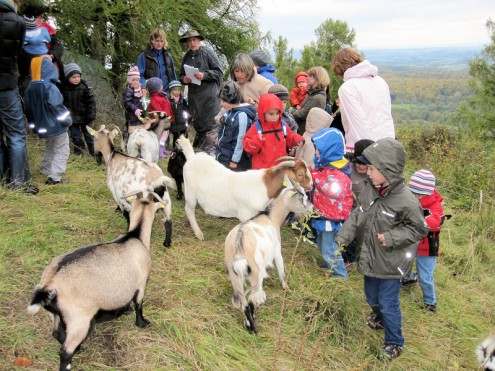 Ziegen (Foto: Stribel)