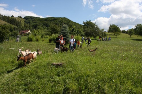Ziegen (Foto: Stribel)