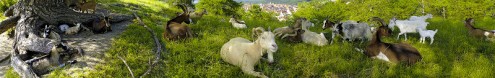 Ziegen-Panorama (Foto: Sarrazin)