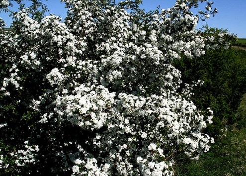 Zweigriffeliger Weißdorn (Foto: Depner)